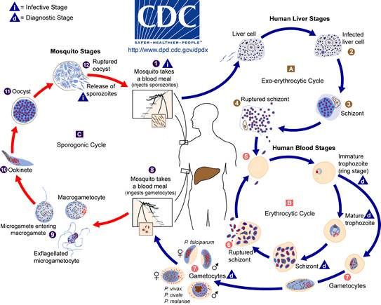 The Malaria Life Cycle